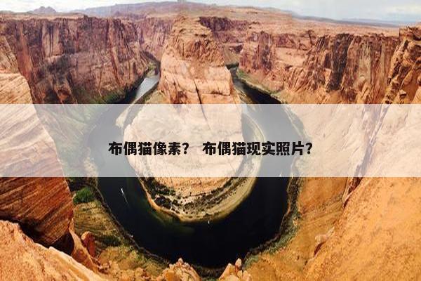 布偶猫像素？ 布偶猫现实照片？