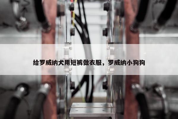 给罗威纳犬用短裤做衣服，罗威纳小狗狗