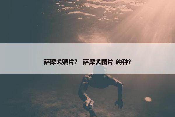 萨摩犬照片？ 萨摩犬图片 纯种？