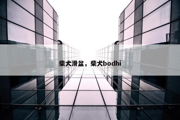 柴犬滑盆，柴犬bodhi